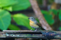 Cyornis whitei