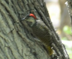 Chloropicus namaquus