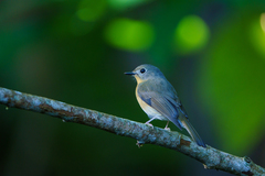 Cyornis whitei