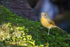 Cyornis whitei
