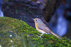 Cyornis whitei