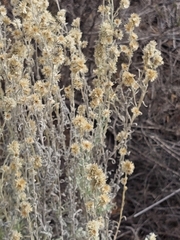 Pseudognaphalium beneolens