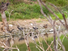 Fulica americana americana
