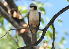 Eurocephalus anguitimens