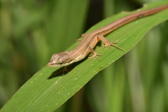 Takydromus luyeanus