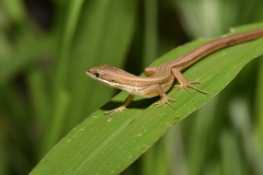 Takydromus luyeanus