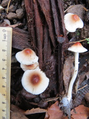 Lepiota castaneidisca
