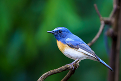 Cyornis rubeculoides