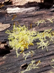 Lophocolea bidentata