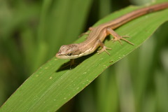 Takydromus luyeanus