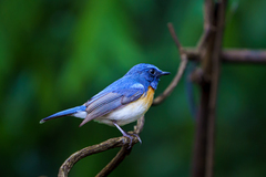 Cyornis rubeculoides