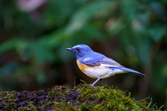 Cyornis rubeculoides