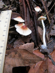 Lepiota castaneidisca