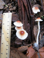Lepiota castaneidisca