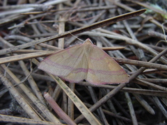 Rhodostrophia calabra