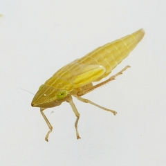 Draeculacephala