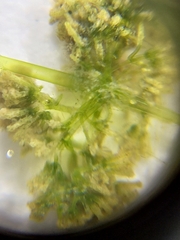 Nitella hyalina