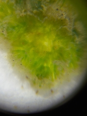 Nitella hyalina