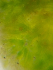 Nitella hyalina