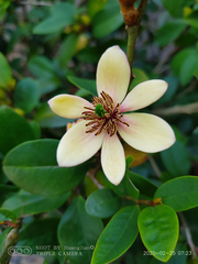 Magnolia figo