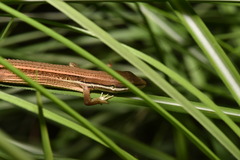 Takydromus luyeanus