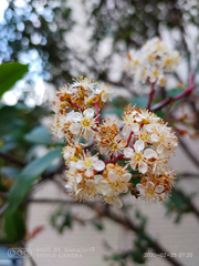 Photinia serratifolia