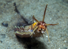 Eunice dharastii