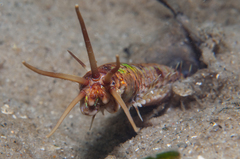 Eunice dharastii