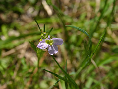 Cardamine pratensis