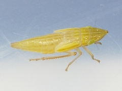 Draeculacephala