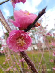 Prunus mume