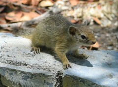 Paraxerus cepapi