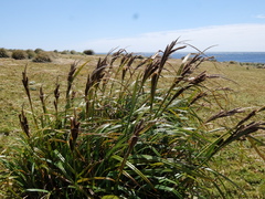 Carex trifida
