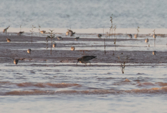 Numenius phaeopus phaeopus