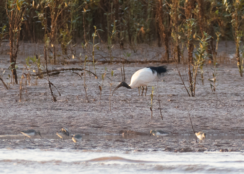 Malagasy Sacred Ibis (Threskiornis bernieri), photo 6