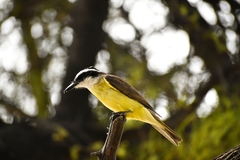 Pitangus sulphuratus