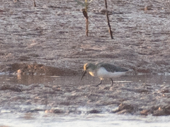 Calidris ferruginea