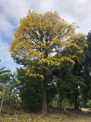 Handroanthus umbellatus