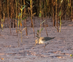 Calidris ferruginea