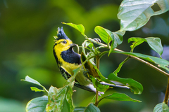 Machlolophus spilonotus