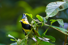 Machlolophus spilonotus