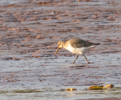 Calidris ferruginea