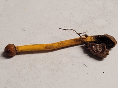 Tolypocladium longisegmentatum