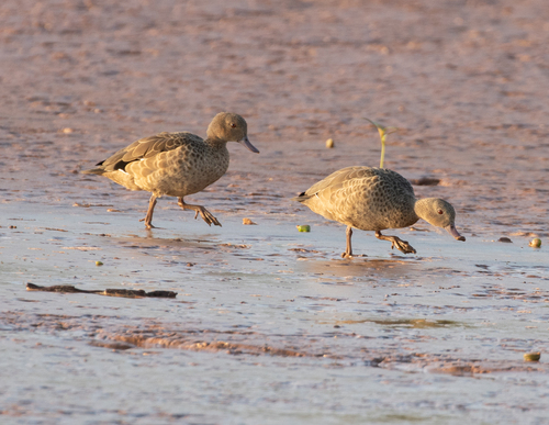 Bernier's Teal (Anas bernieri), photo 5