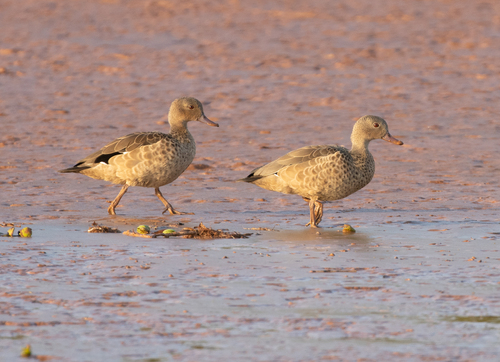 Bernier's Teal (Anas bernieri), photo 9