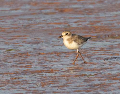 Chorlitejo mongol grande (Charadrius leschenaultii)
