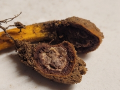 Tolypocladium longisegmentatum