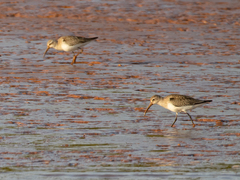 Calidris ferruginea