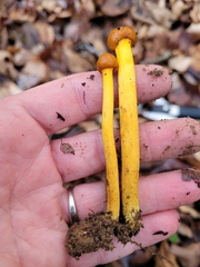 Tolypocladium longisegmentatum