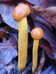 Tolypocladium longisegmentatum